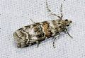 Dioryctria sylvestrella